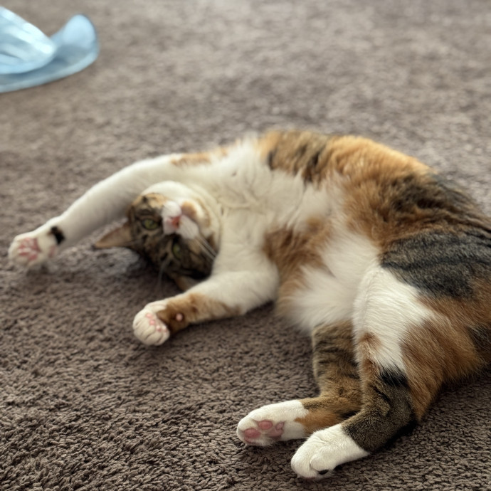 Clarity's Kitty Care