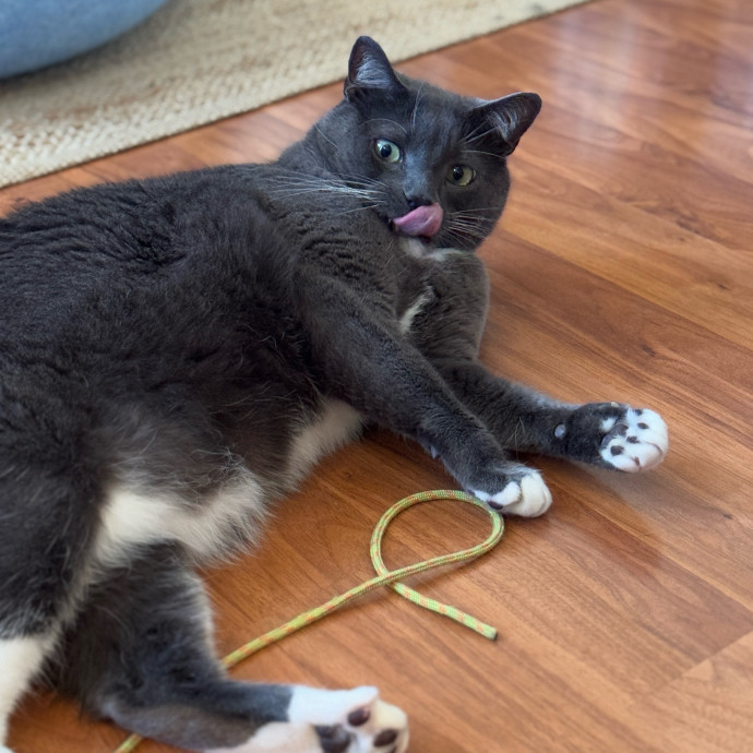 Clarity's Kitty Care