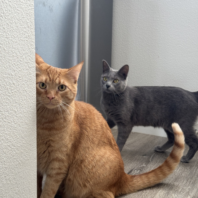 Clarity's Kitty Care