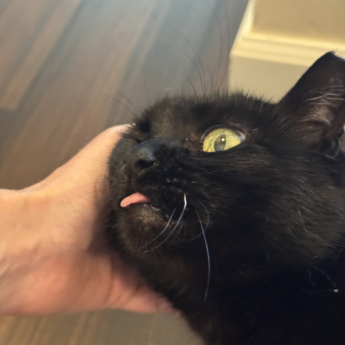 Clarity's Kitty Care
