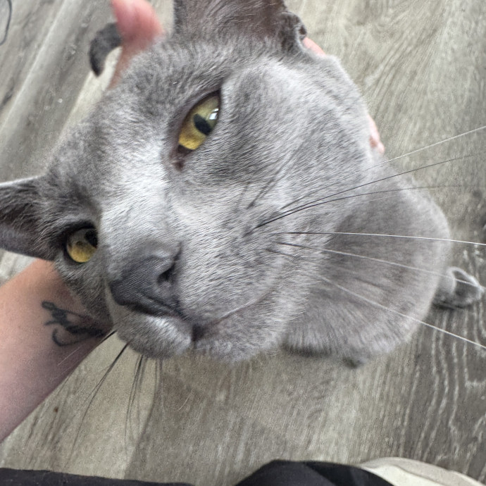 Clarity's Kitty Care