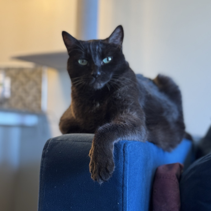 Clarity's Kitty Care photo 3