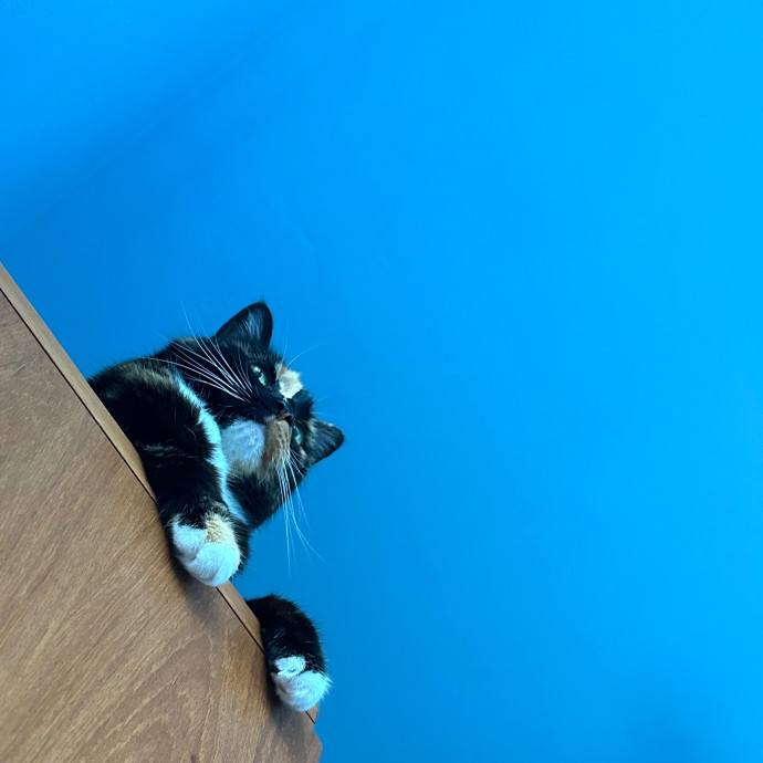 Little Meowmaid Seattle Cat Sitting