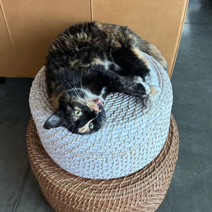 Little Meowmaid Seattle Cat Sitting