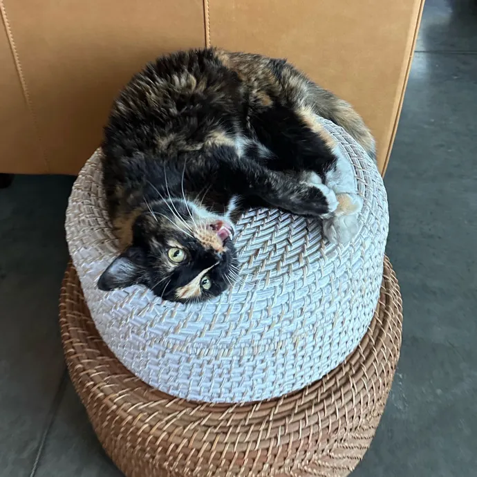 Little Meowmaid Seattle Cat Sitting