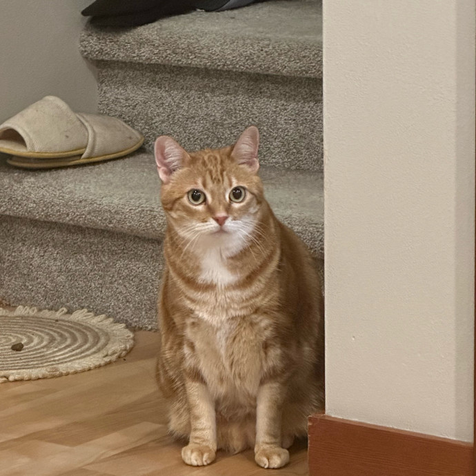 Little Meowmaid Seattle Cat Sitting