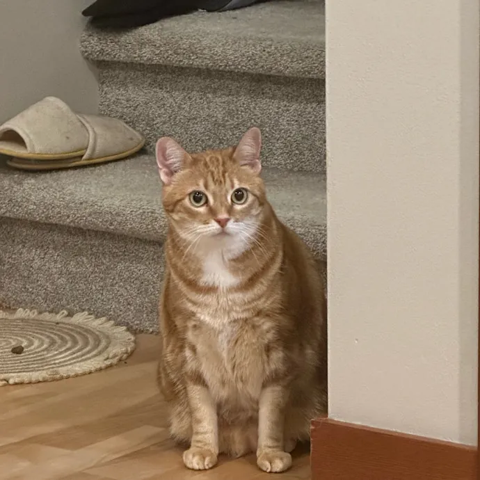 Little Meowmaid Seattle Cat Sitting