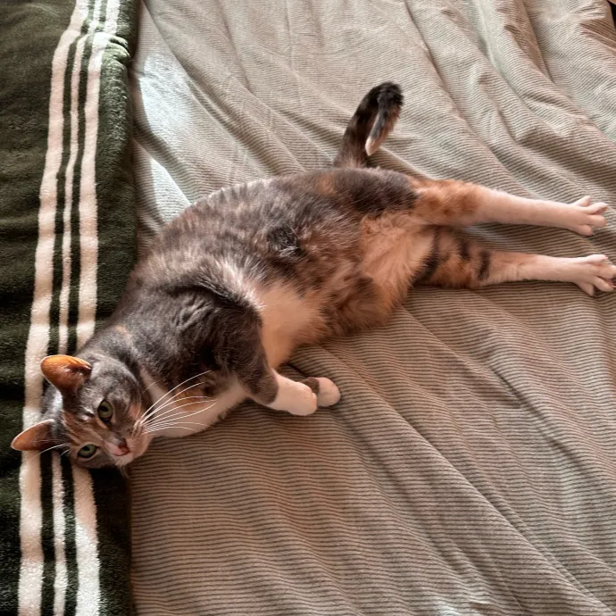 Little Meowmaid Seattle Cat Sitting