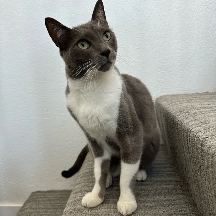 Little Meowmaid Seattle Cat Sitting