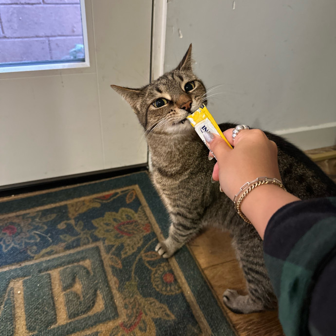 Little Meowmaid Seattle Cat Sitting