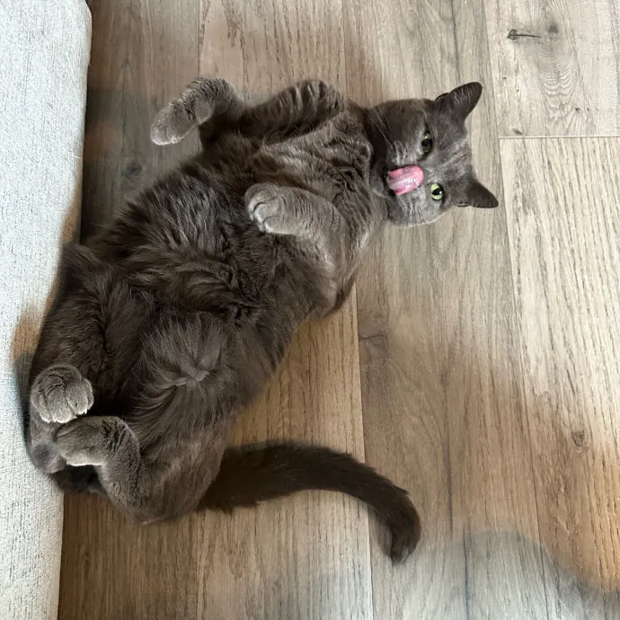 Little Meowmaid Seattle Cat Sitting