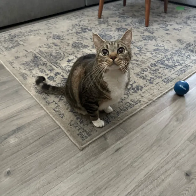 Little Meowmaid Seattle Cat Sitting