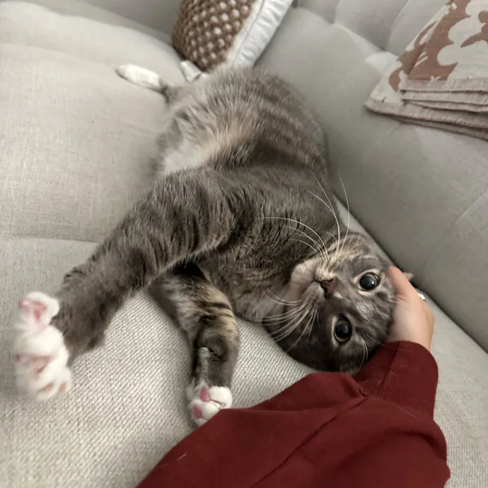 Little Meowmaid Seattle Cat Sitting