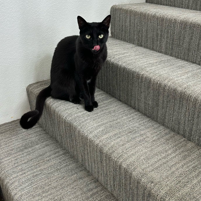 Little Meowmaid Seattle Cat Sitting