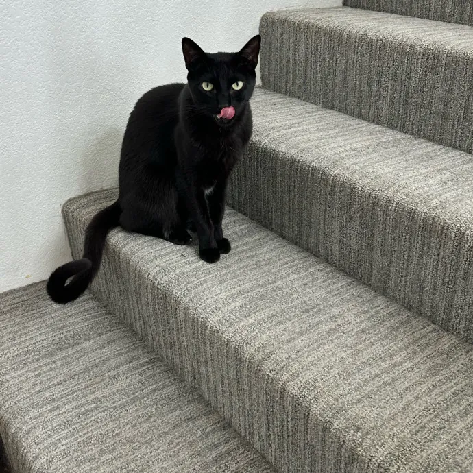 Little Meowmaid Seattle Cat Sitting