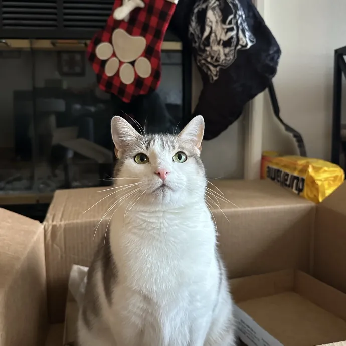 Little Meowmaid Seattle Cat Sitting