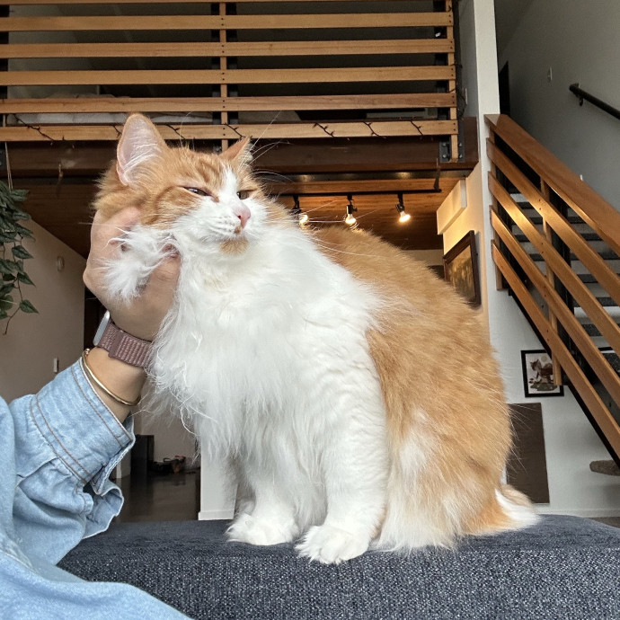 Little Meowmaid Seattle Cat Sitting