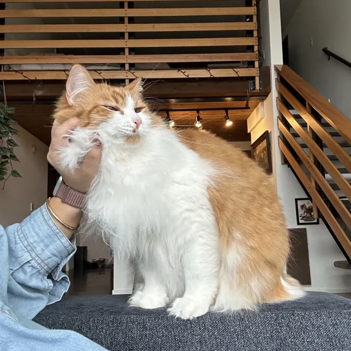 Little Meowmaid Seattle Cat Sitting