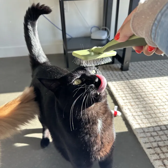 Little Meowmaid Seattle Cat Sitting