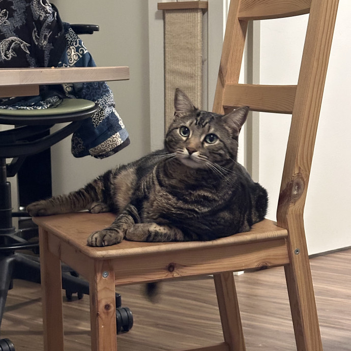 Little Meowmaid Seattle Cat Sitting