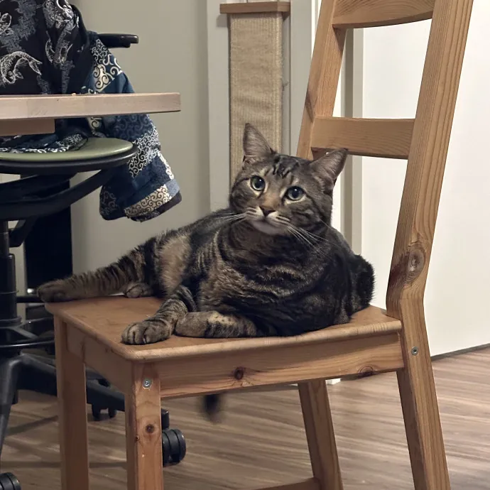 Little Meowmaid Seattle Cat Sitting