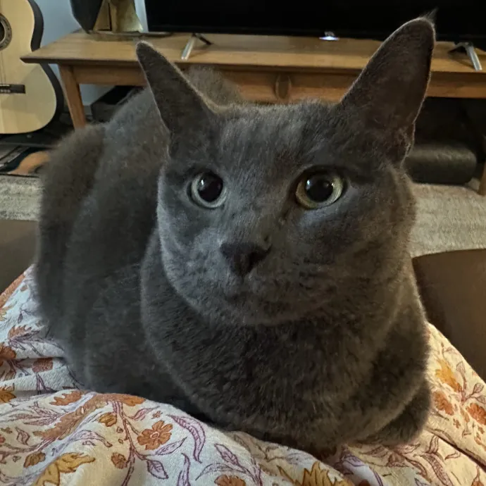 Little Meowmaid Seattle Cat Sitting photo 2