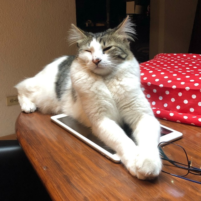 Aranza's Kitty Care