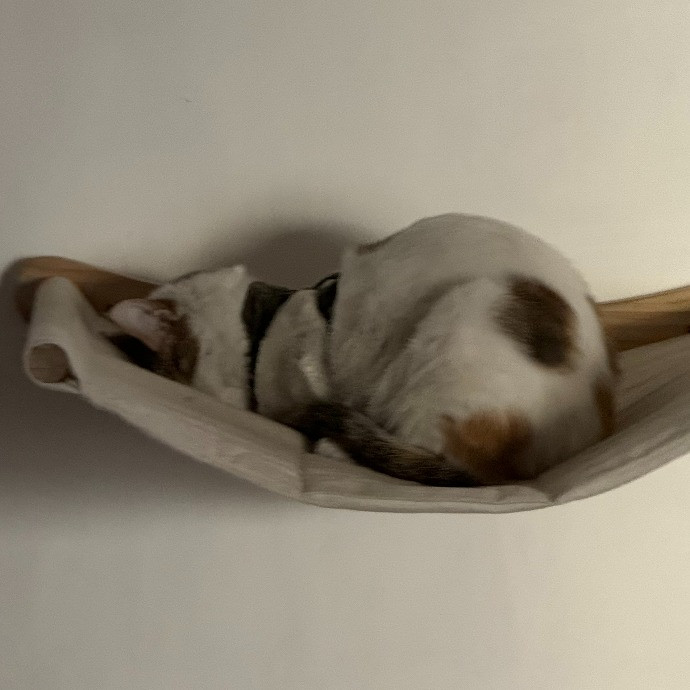 Aranza's Kitty Care