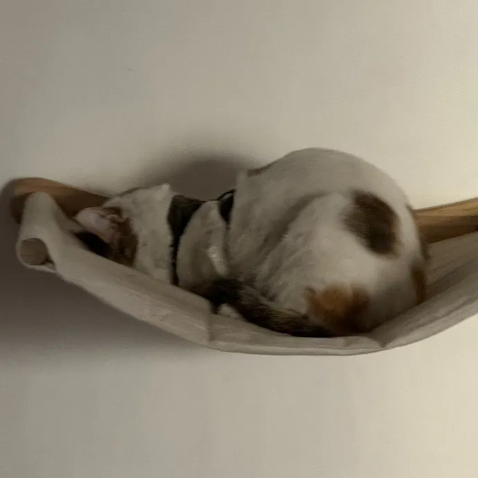 Aranza's Kitty Care