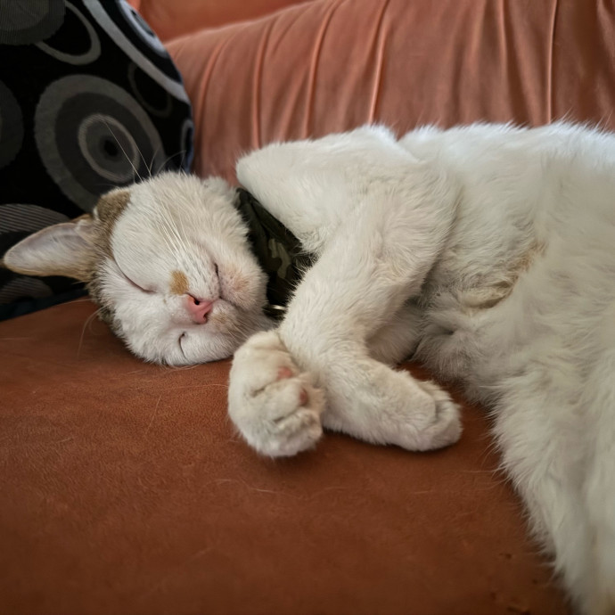 Aranza's Kitty Care