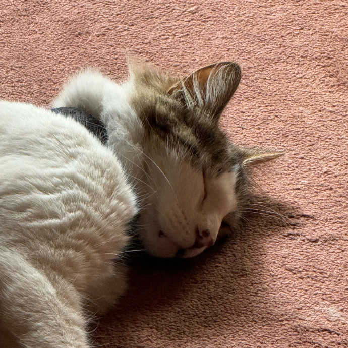 Aranza's Kitty Care