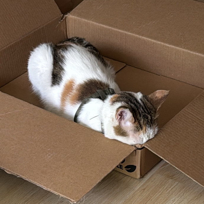 Aranza's Kitty Care