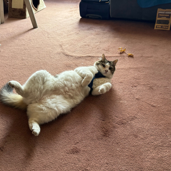 Aranza's Kitty Care