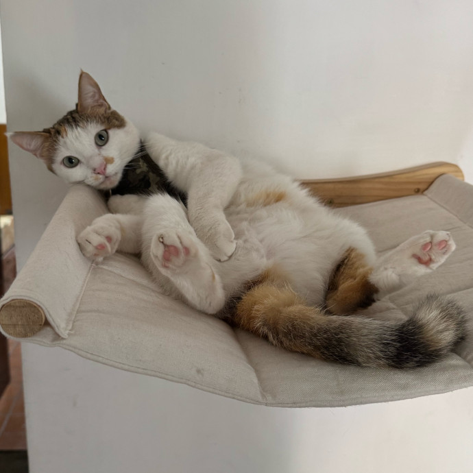 Aranza's Kitty Care