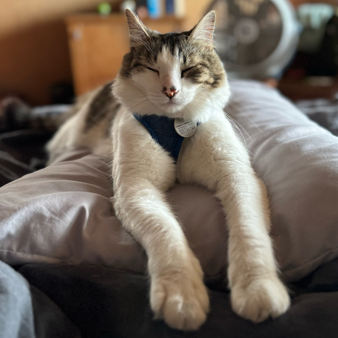 Aranza's Kitty Care