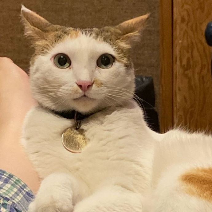 Aranza's Kitty Care