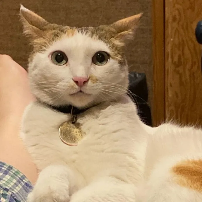 Aranza's Kitty Care photo 4