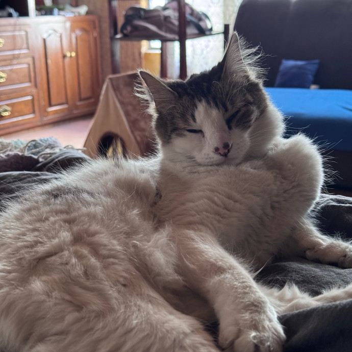 Aranza's Kitty Care photo 3