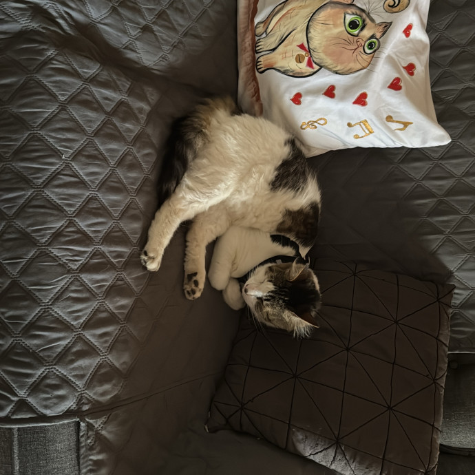 Aranza's Kitty Care photo 2