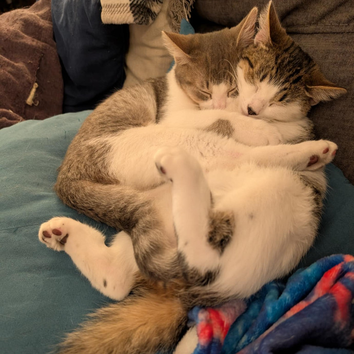Stefani- Mke Cat Lover 
