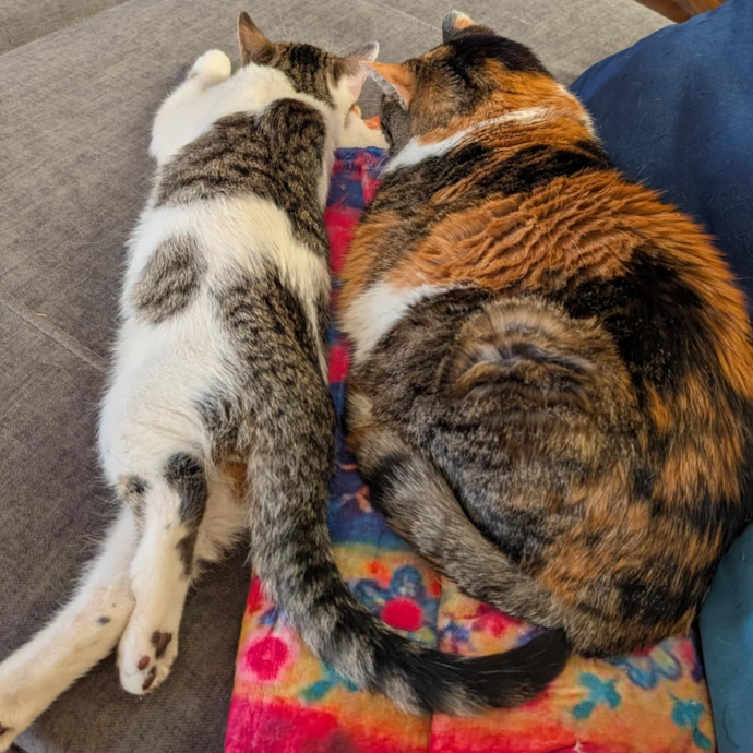 Stefani- Mke Cat Lover 