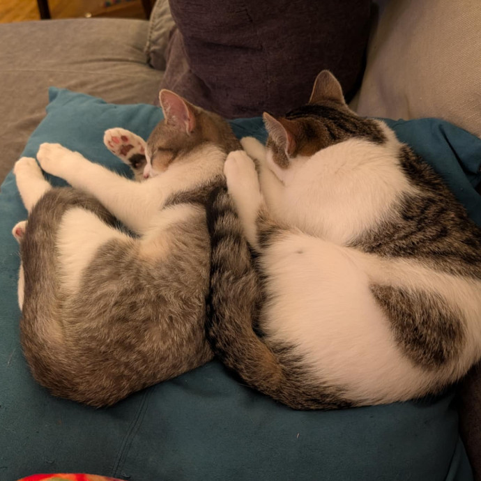 Stefani- Mke Cat Lover 