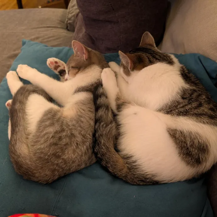 Stefani- Mke Cat Lover 