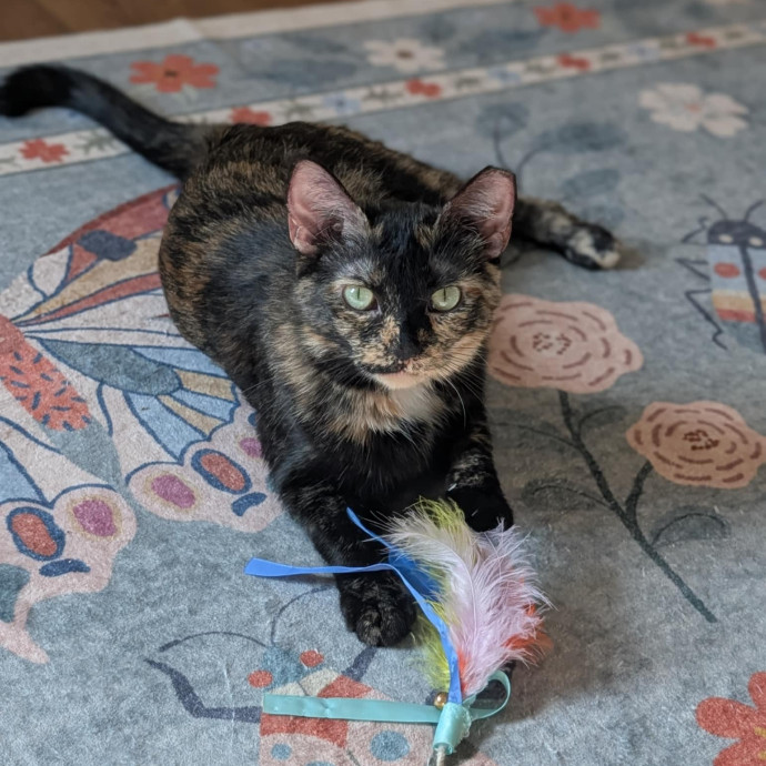 Stefani- Mke Cat Lover 