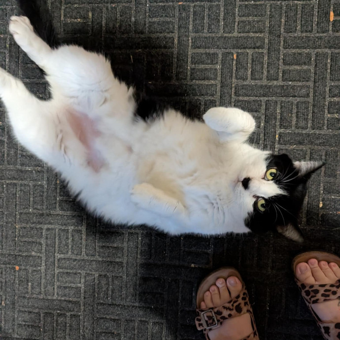 Stefani- Mke Cat Lover 