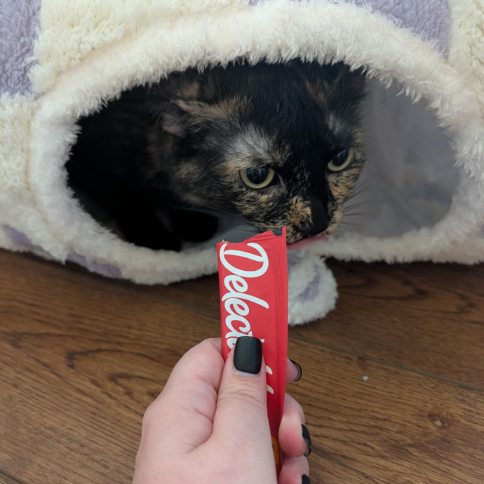 Stefani- Mke Cat Lover 