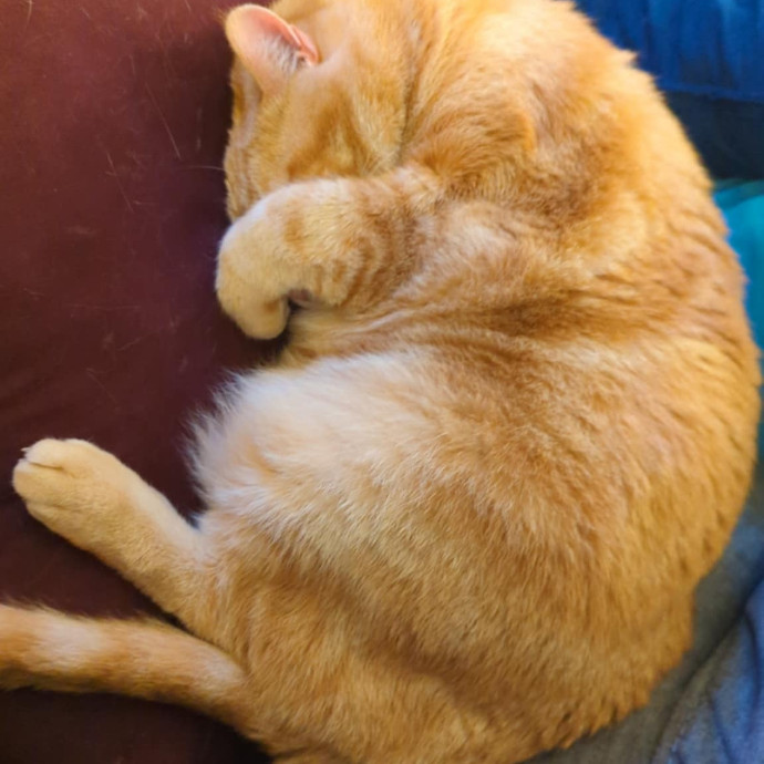 Stefani- Mke Cat Lover 