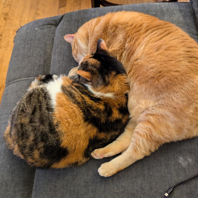 Stefani- Mke Cat Lover 