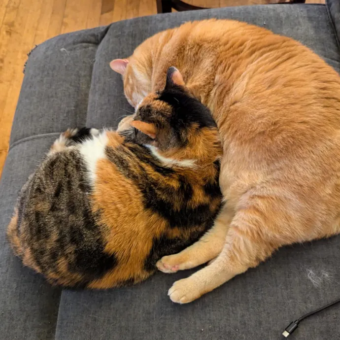 Stefani- Mke Cat Lover 