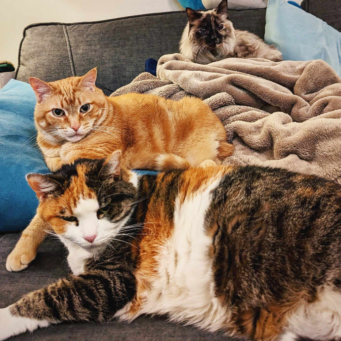 Stefani- Mke Cat Lover 